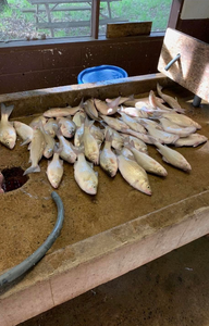 Hook of the day: white bass